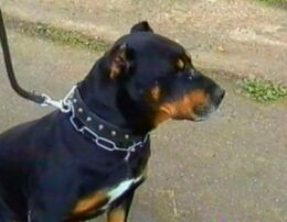 Rotobul ARONYX nprap. Bure�e.