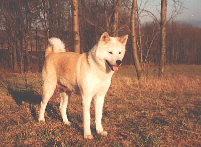 Heichi Almaju - Kliknutm si obrzek zvtte!