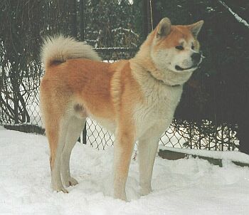 Akita Inu