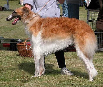 Barzoj - Borzoi