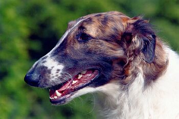 Barzoj - Borzoi