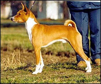 Basenji