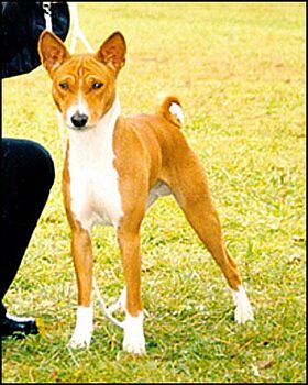 Basenji