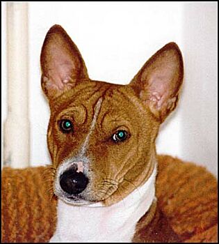 Hlava Basenji