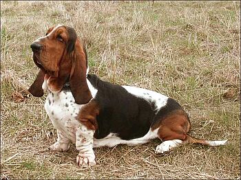 http://www.cz-pes.cz/atlas/basset-hound/basset-01.jpg