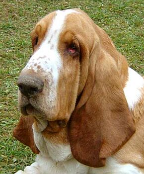 Bassethound