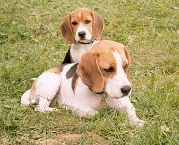 Beagle