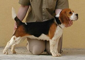 Beagle