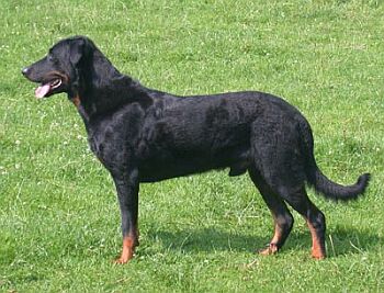 Beauceron