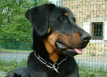 Beauceron