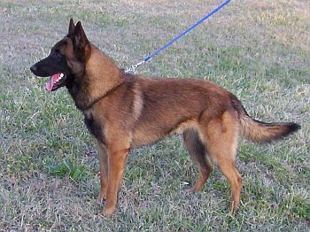 Belgick ovk Malinois