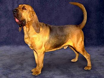 Bloodhound