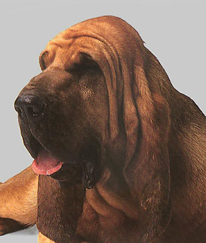 Bloodhound