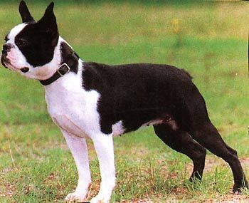 Boston terrier