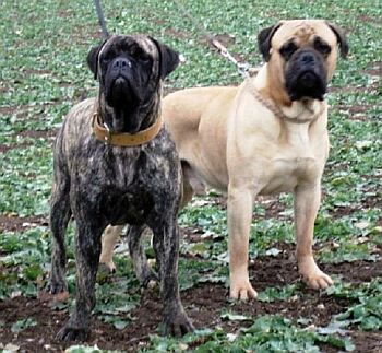 Bullmastiff Info