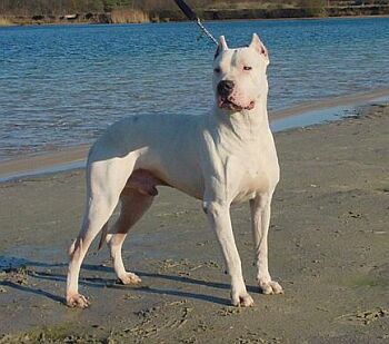 Argentinská doga - Dogo Argentino