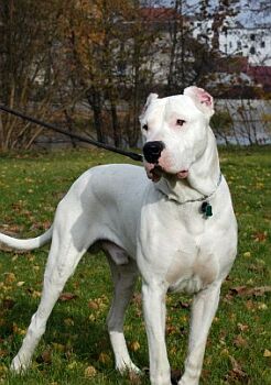 Argentinsk doga - Dogo Argentino