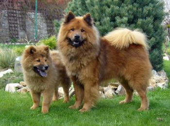 Eurasier Dog Colors Sable Pinterest Eurasier