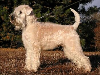 Irish Soft Coated Wheaten Terrier