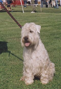 Irish Soft Coated Wheaten Terrier