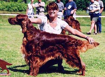 Irsk setr - Irish Red Setter