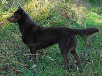 Australsk kelpie - Australian Kelpie