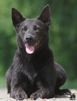 Australská kelpie - Australian Kelpie