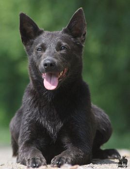 Australsk kelpie - Australian Kelpie