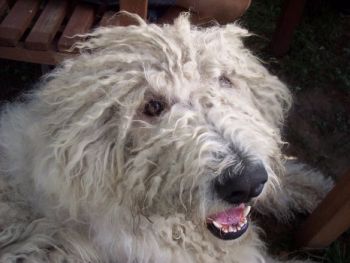 Komondor