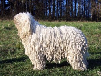 Komondor