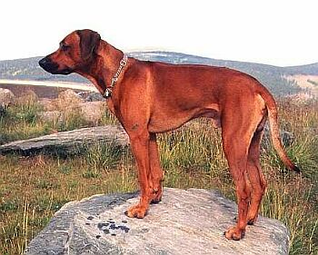 Rhodézský ridgeback