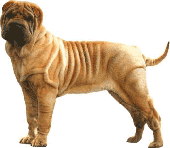 shar-pei-01.gif