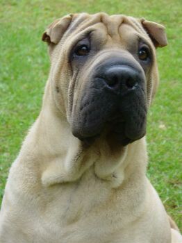 Shar-Pei