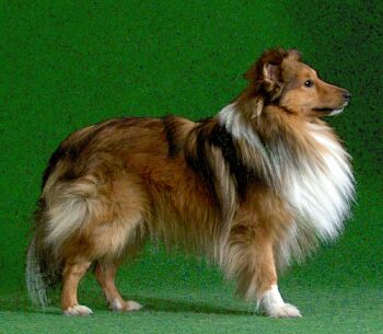 sheltie