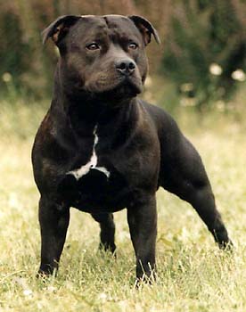 Staffordshire-bullterrier