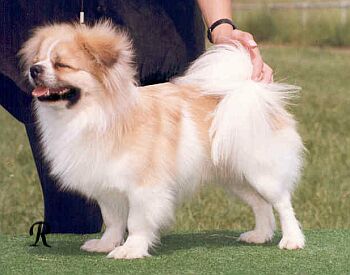 Tibetsk panl - Tibetan Spaniel