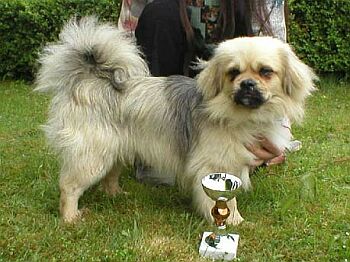 Tibetský španěl - Tibetan Spaniel