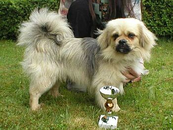 Tibetsk panl - Tibetan Spaniel