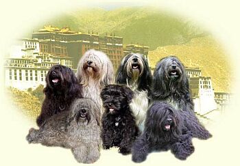 Tibetský teriér - Tibetan Terrier