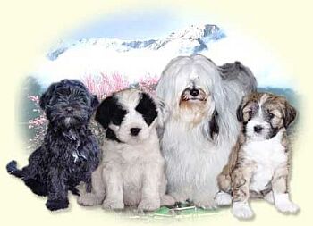 Tibetský teriér - Tibetan Terrier