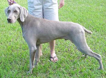 Vmarsk oha - Weimaraner