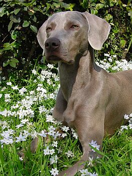 Vmarsk oha - Weimaraner