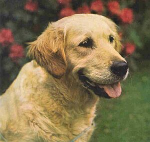 http://www.cz-pes.cz/atlas/zlaty-retriever/retriever1.jpg