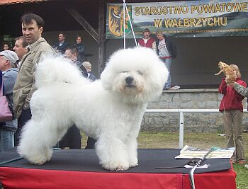 MAJESTIC Regina Bichons