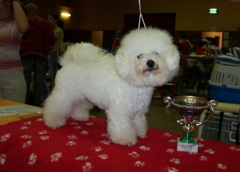 MAJESTIC Regina Bichons