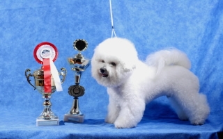 MAJESTIC Regina Bichons