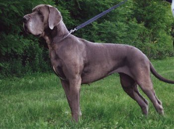 BRA Hromadog Brunensis