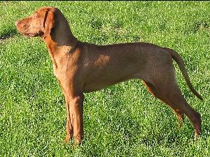 grifon