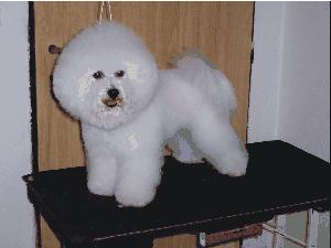 Bionek - Bichon  poil Frise