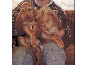 Famous Alhavant - Bloodhound